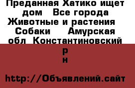 Преданная Хатико ищет дом - Все города Животные и растения » Собаки   . Амурская обл.,Константиновский р-н